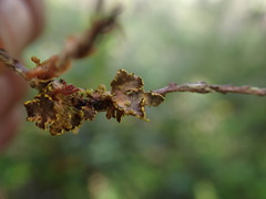 Pseudocyphellaria citrina