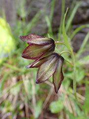 Fritillaria camschatcensis