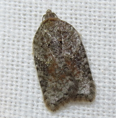 Acleris braunana