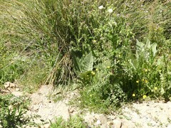 Verbascum pulverulentum