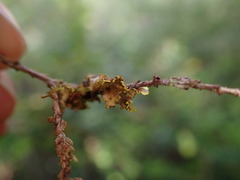 Pseudocyphellaria citrina