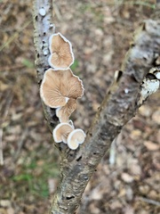 Crepidotus variabilis