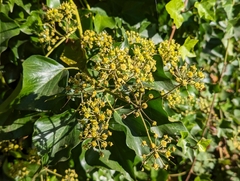 Hedera