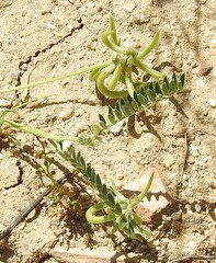 Astragalus hamosus