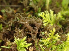 Scytinium palmatum