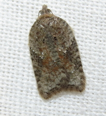 Acleris braunana