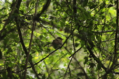 Lathrotriccus euleri