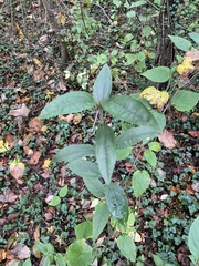 Viburnum setigerum