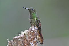 Boissonneaua flavescens