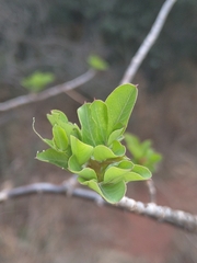 Heteromorpha arborescens abyssinica