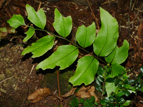 Image of Cyrtomium macrophyllum by (c) Jacy Chen, some rights reserved (CC BY)