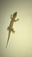 Hemidactylus mabouia