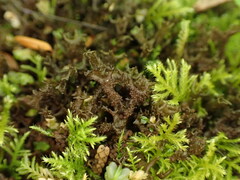 Scytinium palmatum