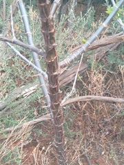 Heteromorpha arborescens abyssinica