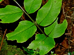 Cyrtomium macrophyllum, photograph Jacy Chen, CC BY, iNaturalist via GBIF