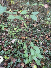 Viburnum setigerum