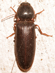 Hemicrepidius nemnonius
