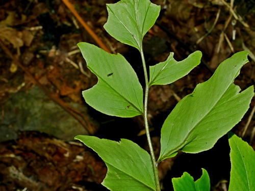 Image of Cyrtomium macrophyllum by (c) Jacy Chen, some rights reserved (CC BY)