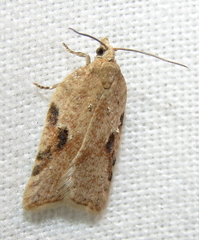Acleris semiannula