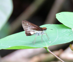 Vettius triangularis