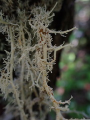 Sphaerophorus tuckermanii