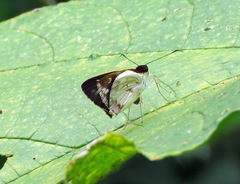 Ebusus ebusus