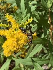 Sphex flavovestitus