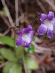 Pinguicula