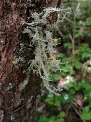 Sphaerophorus tuckermanii