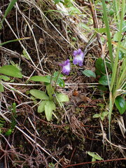 Pinguicula