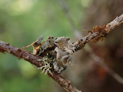 Erioderma sorediatum