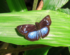 Pythonides jovianus crameri