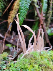 Alloclavaria purpurea