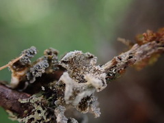 Erioderma sorediatum