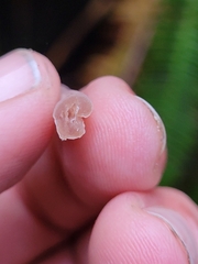 Alloclavaria purpurea