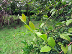 Loranthaceae