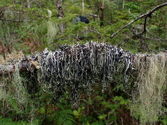 Hypogymnia duplicata