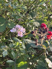 Rubus fruticosus