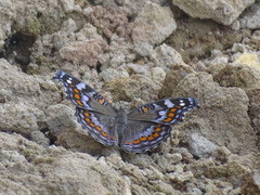 Precis octavia octavia