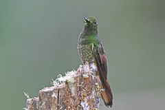 Boissonneaua flavescens