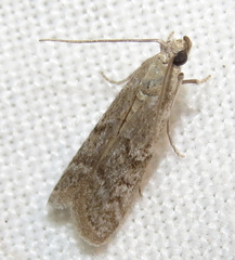 Phycitodes reliquellum