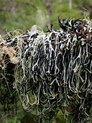 Hypogymnia duplicata