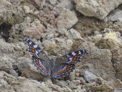 Precis octavia octavia