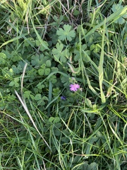 Geranium pyrenaicum