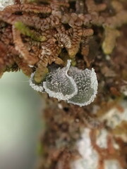 Erioderma sorediatum