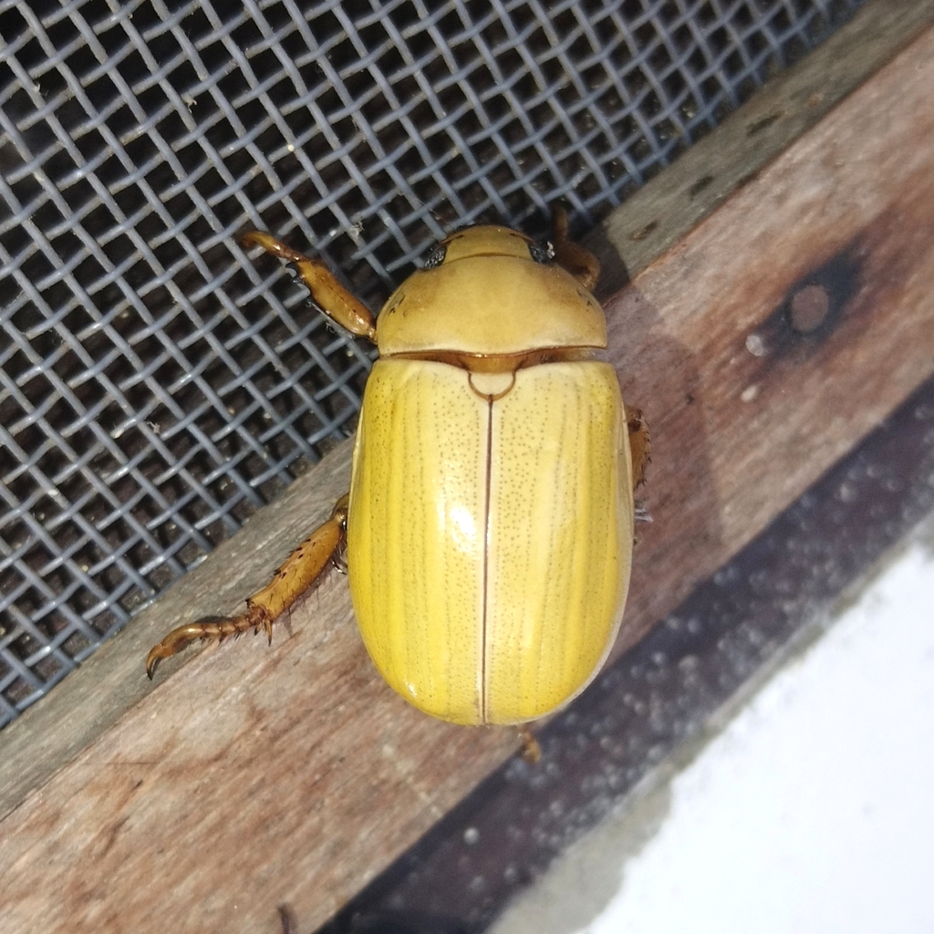 Pelidnota chlorana