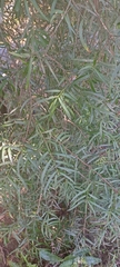 Podocarpus salignus