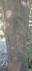 Podocarpus salignus