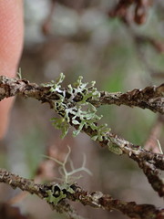 Hypogymnia hultenii