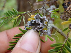 Erioderma sorediatum